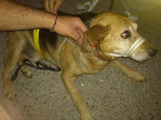 Ξάνθη: Έσωσαν τον σκύλο από γκρεμό βάθους 70 μέτρων